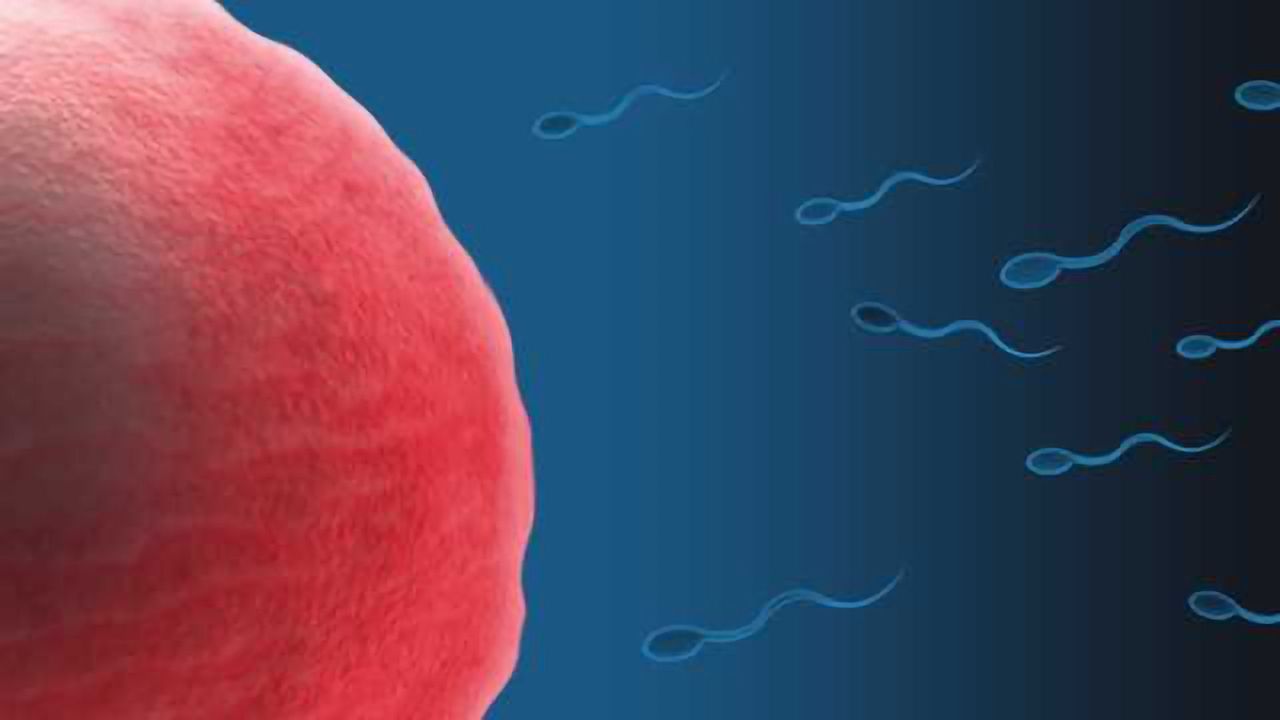 Epigenetic Study Shows How Small RNAs Make a Healthy Sperm