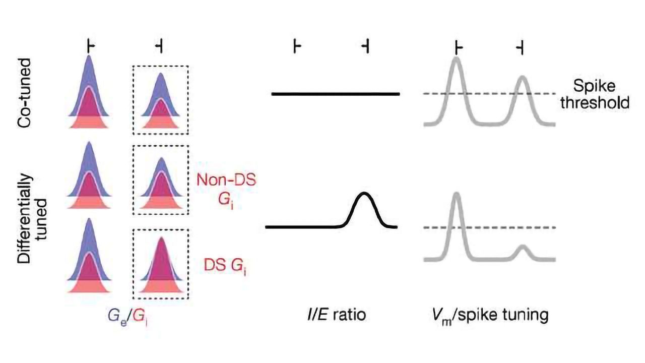 Researchers Ferret-Out How We Perceive Motion, it's all Thanks to Inhibition