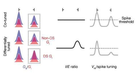 Researchers Ferret-Out How We Perceive Motion, it's all Thanks to Inhibition