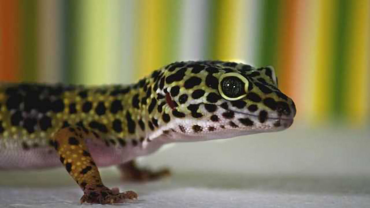 New Study Find First Evidence That Leopard Geckos Can Make New Brain Cells