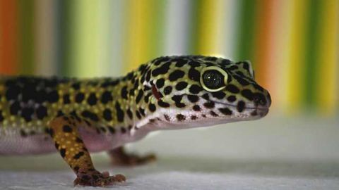 New Study Find First Evidence That Leopard Geckos Can Make New Brain Cells