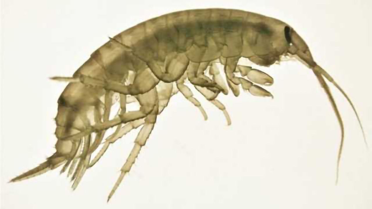 Can Pollution Alter Wildlife Behaviour?
