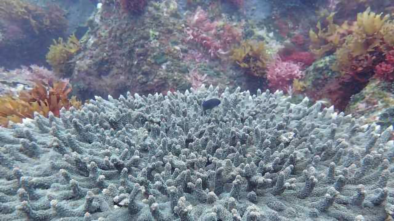 Ocean Acidification Bad News for Marine Life