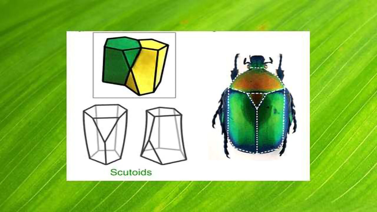 Study Reveals New Geometric Shape Used by Nature to Pack Cells Efficiently