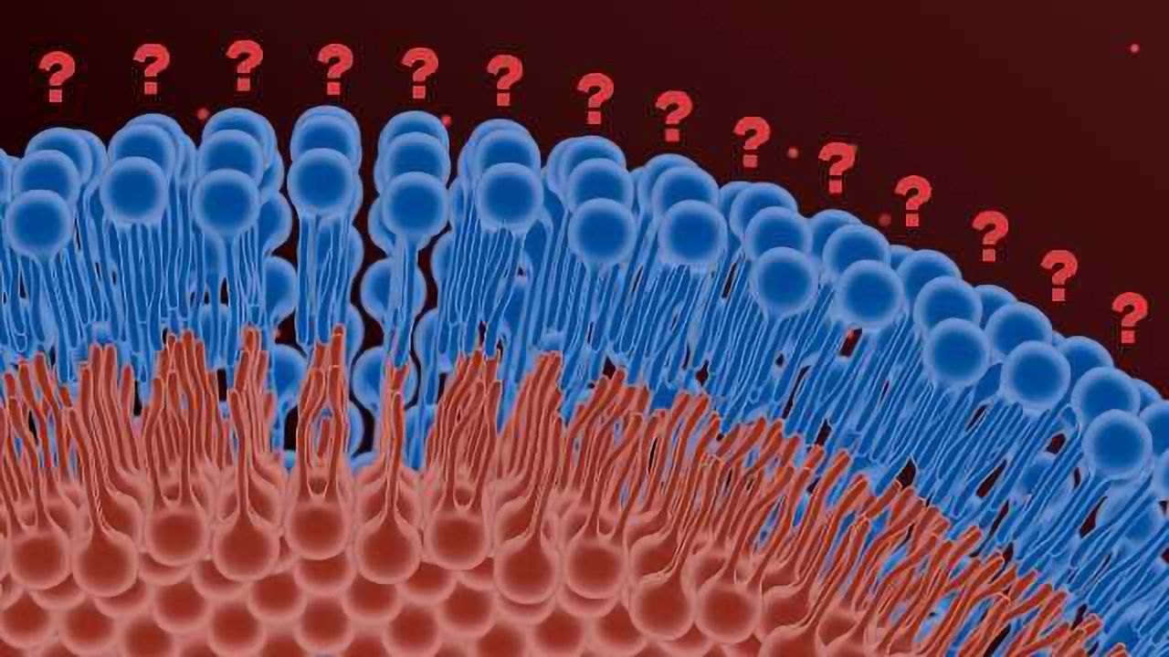 Lipidomics in Biotech and Pharma: Farther than Fat