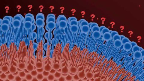 Lipidomics in Biotech and Pharma: Farther than Fat