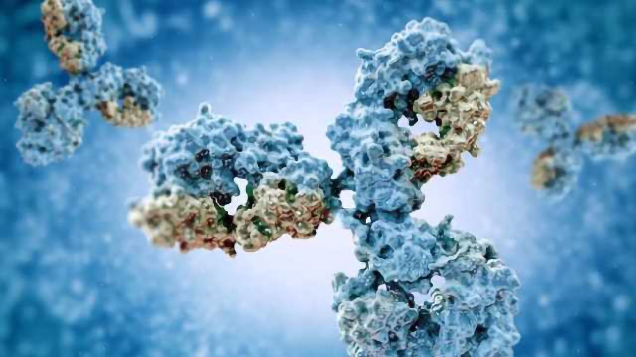 Potent Antibodies Against Three Ebola Viruses