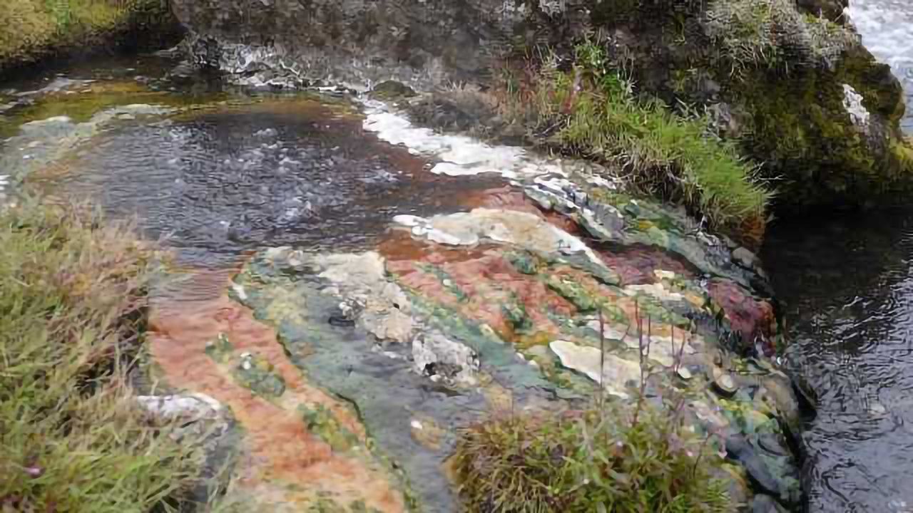 Do Bacteria Ever Go Extinct? Absolutely!