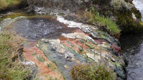 Do Bacteria Ever Go Extinct? Absolutely!