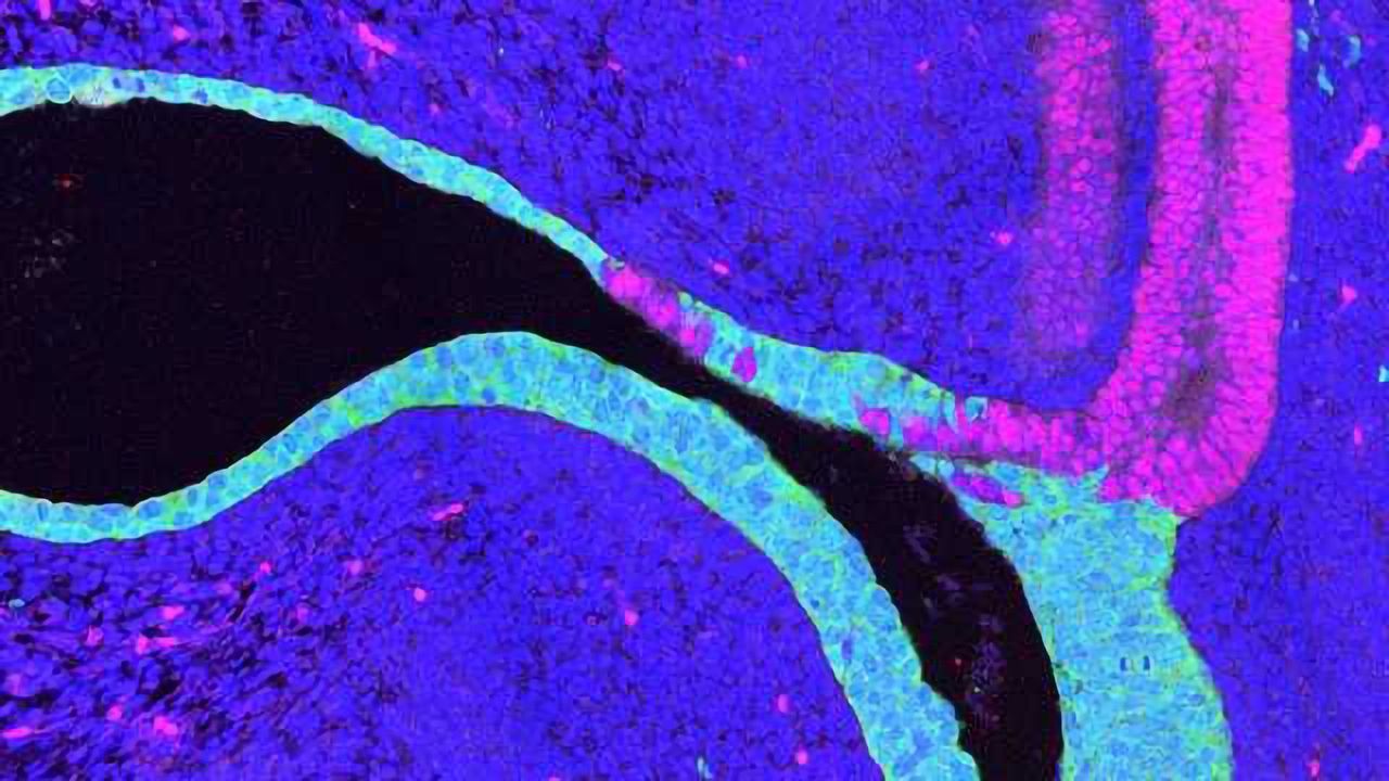 The Bladder Can Regenerate Like Nobody’s Business and Now We Know Why