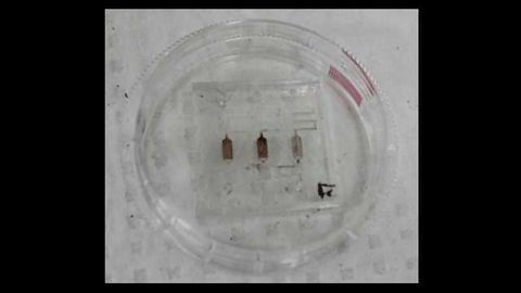 Nano-Sized Traps Show Promise In Diagnosing Pathogenic Bacterial Infections