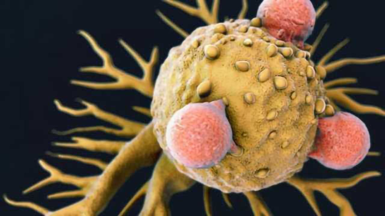 Exploiting Hair Loss Gene to Improve Cancer Immunotherapy