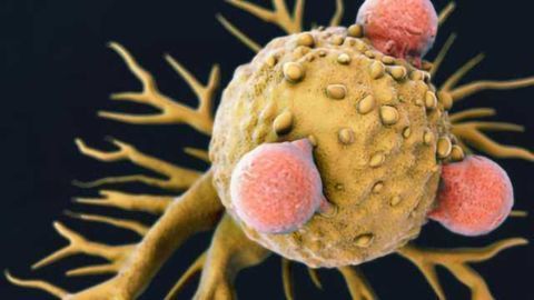 Exploiting Hair Loss Gene to Improve Cancer Immunotherapy