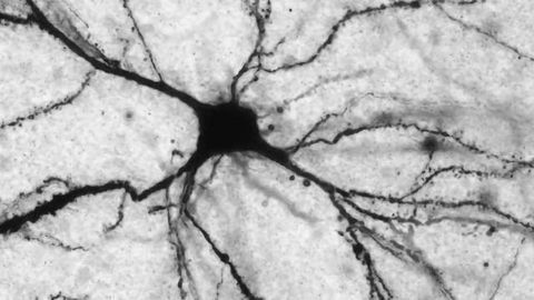 LAC-king a Single Molecule Could Predispose Major Depressive Disorder