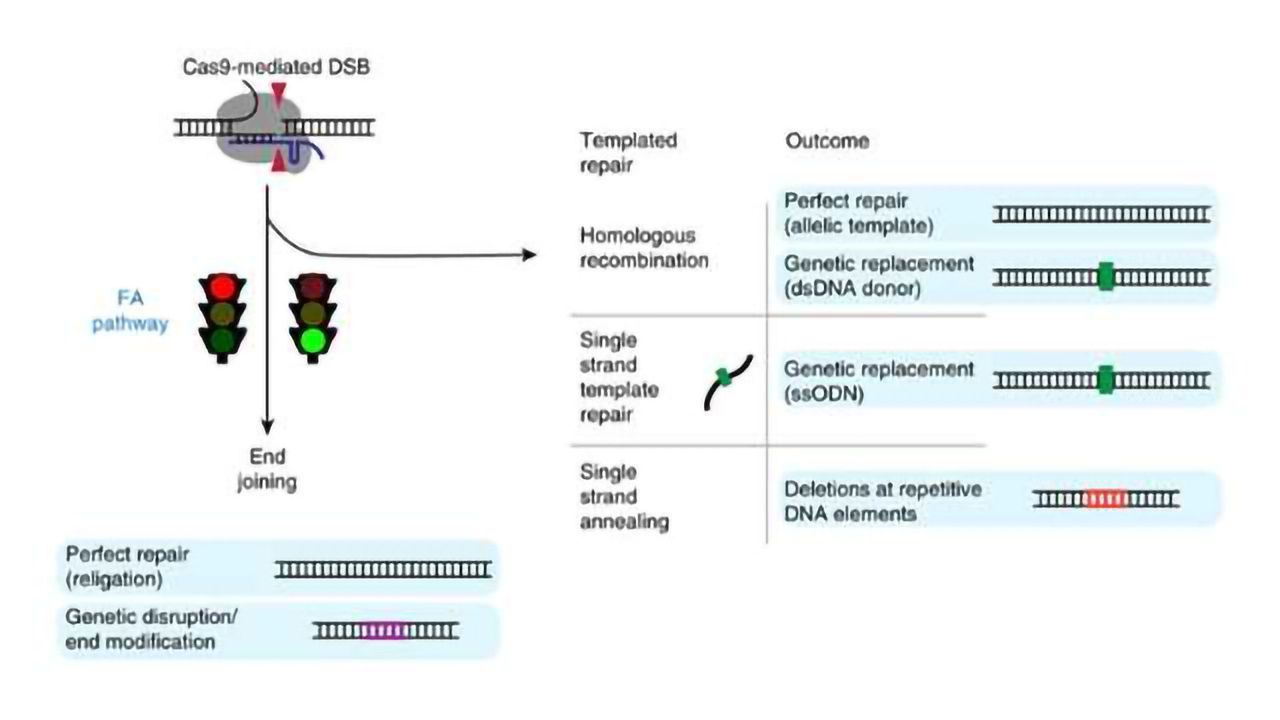 DNA Repair After CRISPR Not What We Thought