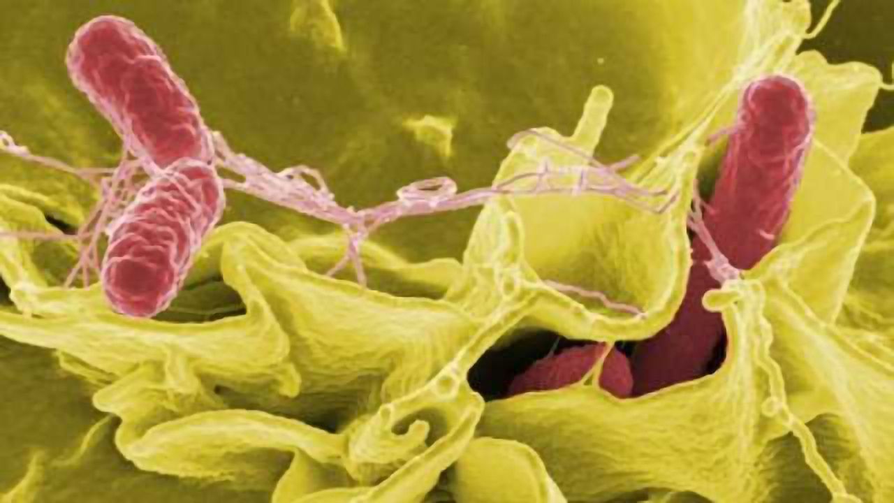 Gut Bacteria Byproduct Protects Against Salmonella