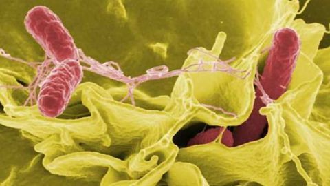 Gut Bacteria Byproduct Protects Against Salmonella