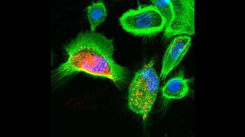Cytonemes Play an Essential Role in Controling Cell Division