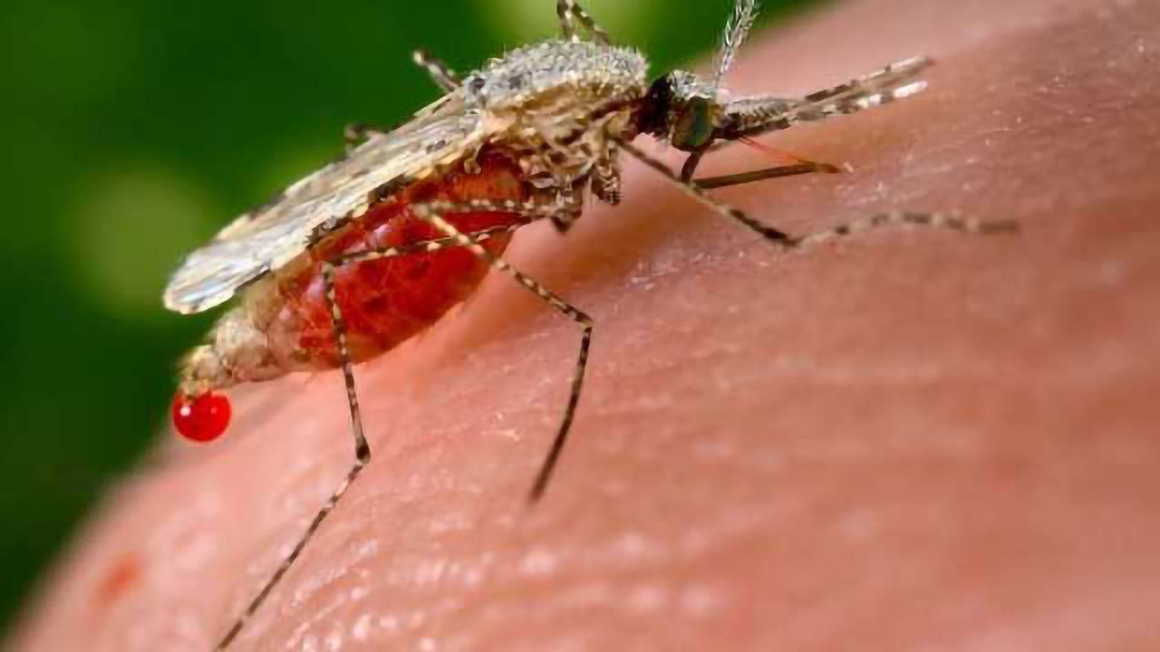 Mitochondrial Genome of Malaria Mosquito is Sequenced