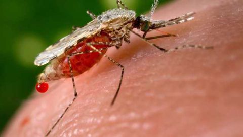 Mitochondrial Genome of Malaria Mosquito is Sequenced