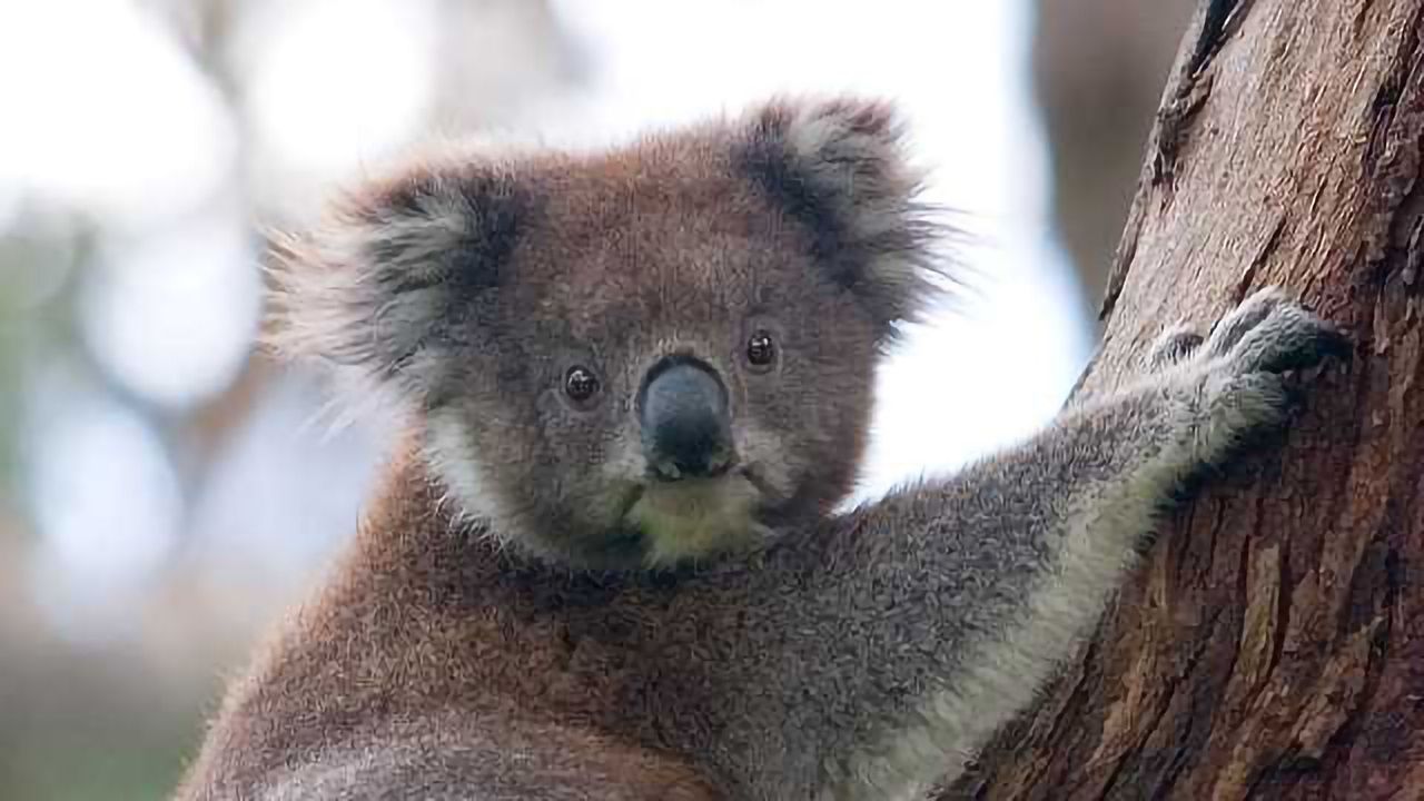 The Secrets of the Koala Genome