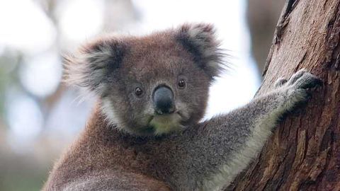 The Secrets of the Koala Genome