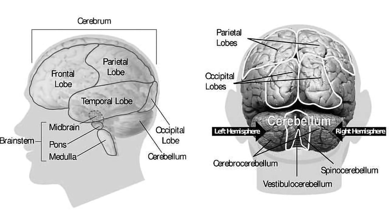 Long-term Study of a Boy's Lobectomy Offers Rare Glimpse of Plasticity in Action