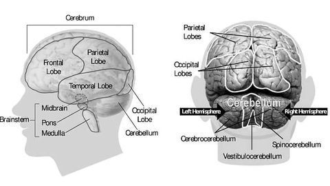 Long-term Study of a Boy's Lobectomy Offers Rare Glimpse of Plasticity in Action