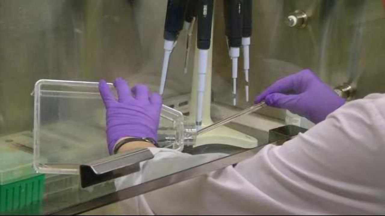 Inhibiting Protein Could Enhance Immunotherapy Effectiveness