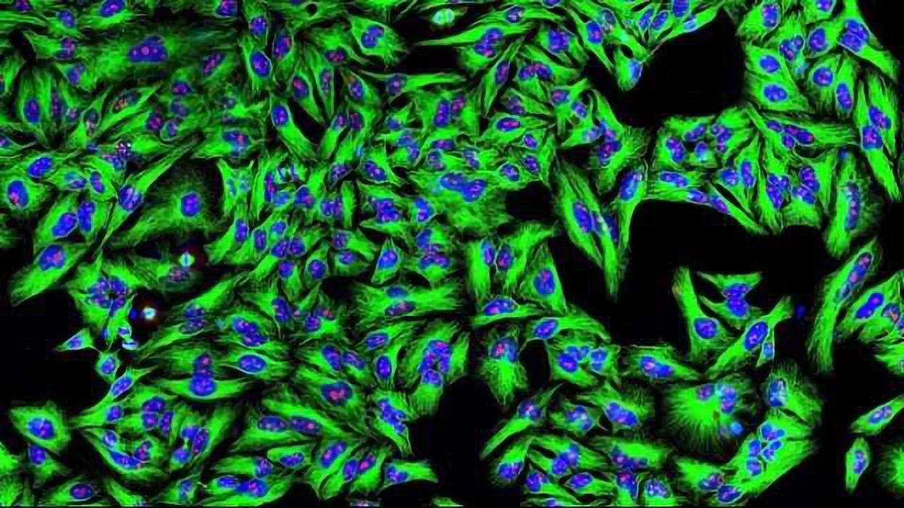 New Cell Lines Produce NIST Monoclonal Antibody for Improved Biologic Drug Manufacturing