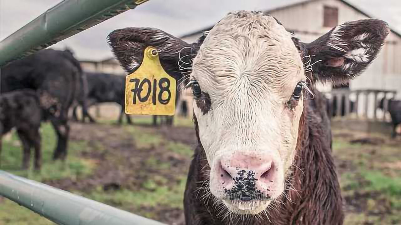 Real-Time Strategy Developed to Combat Future Foot-and-Mouth Outbreaks