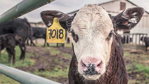 Real-Time Strategy Developed to Combat Future Foot-and-Mouth Outbreaks