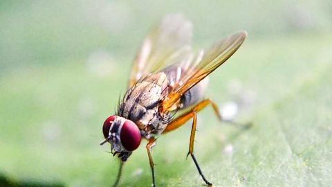 Fruit Flies Farm their own Probiotics