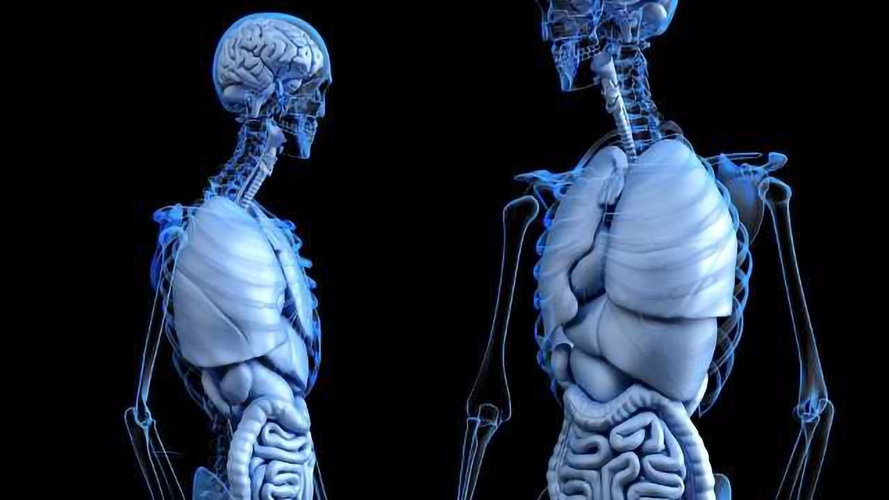 Eat High Fibre Foods to Reduce Effects of Stress on Gut and Behaviour