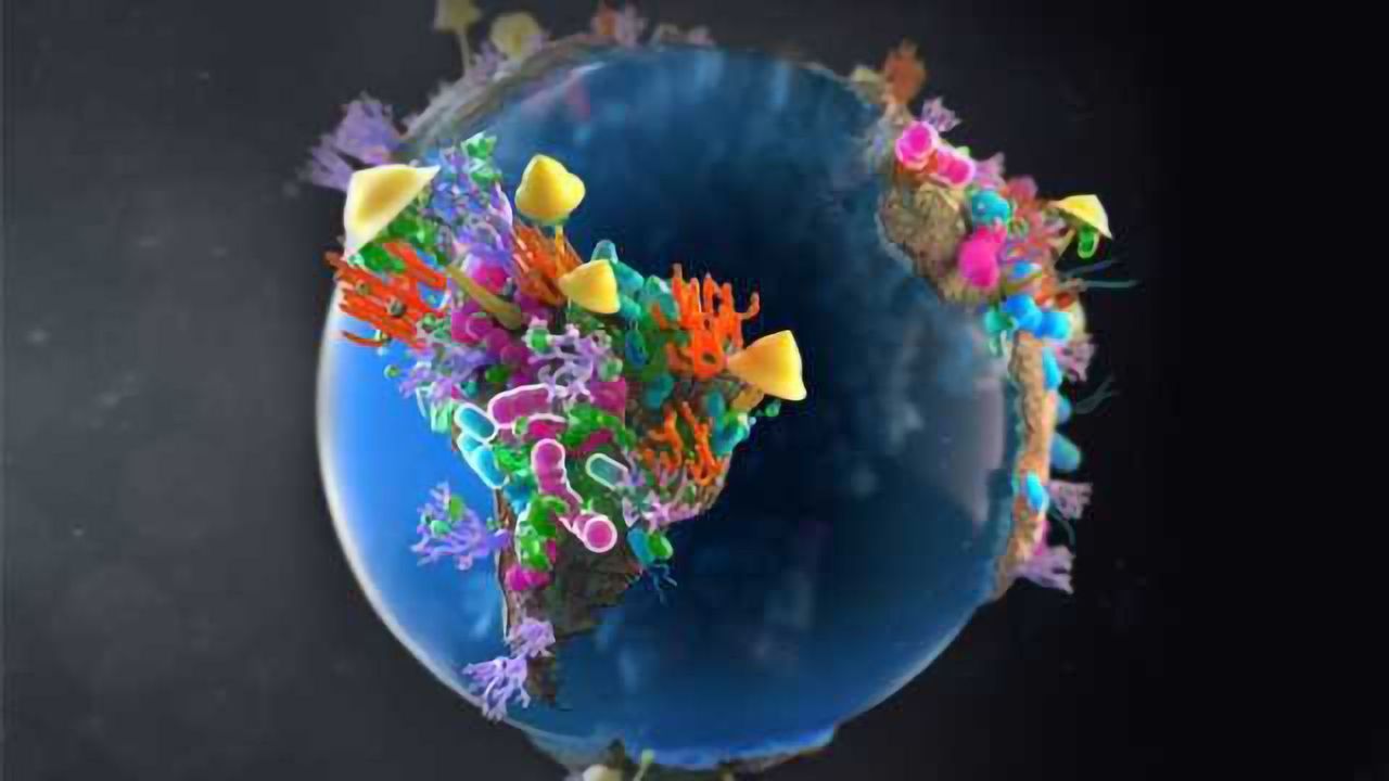 Global Soil Microbiome Survey Reveals Bacteria-Fungi War