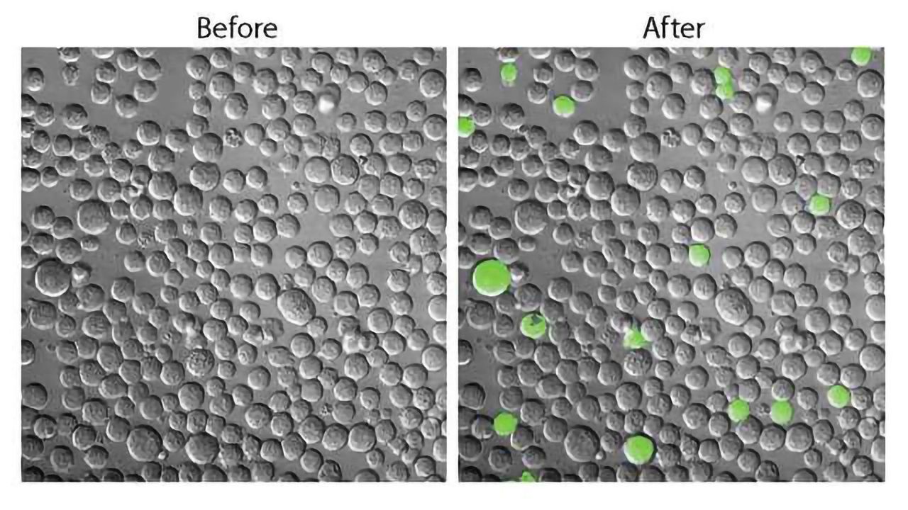 Molecular Probe Illuminates Elusive Cancer Stem Cells in Live Mice
