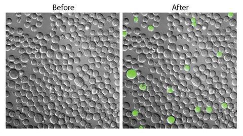 Molecular Probe Illuminates Elusive Cancer Stem Cells in Live Mice