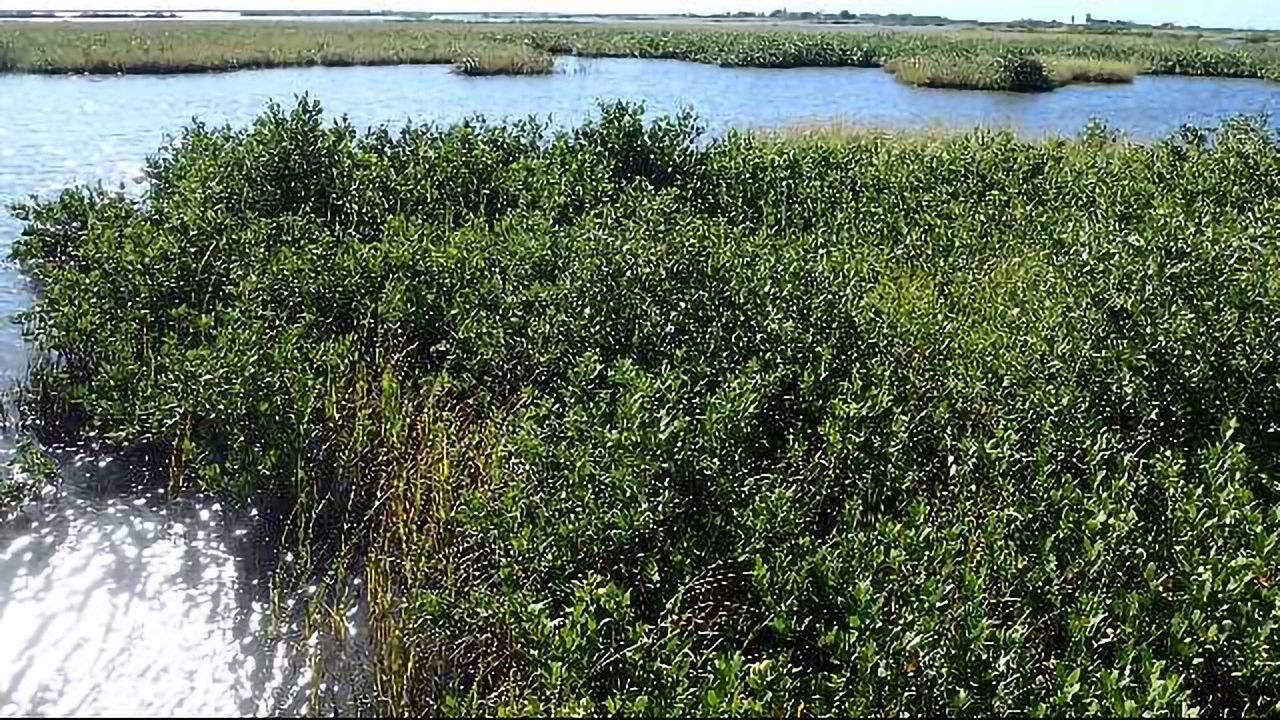 Mapping Blue Carbon in Mangroves