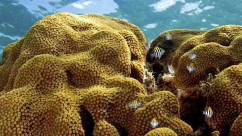 Some Corals may Adapt to Climate Changes