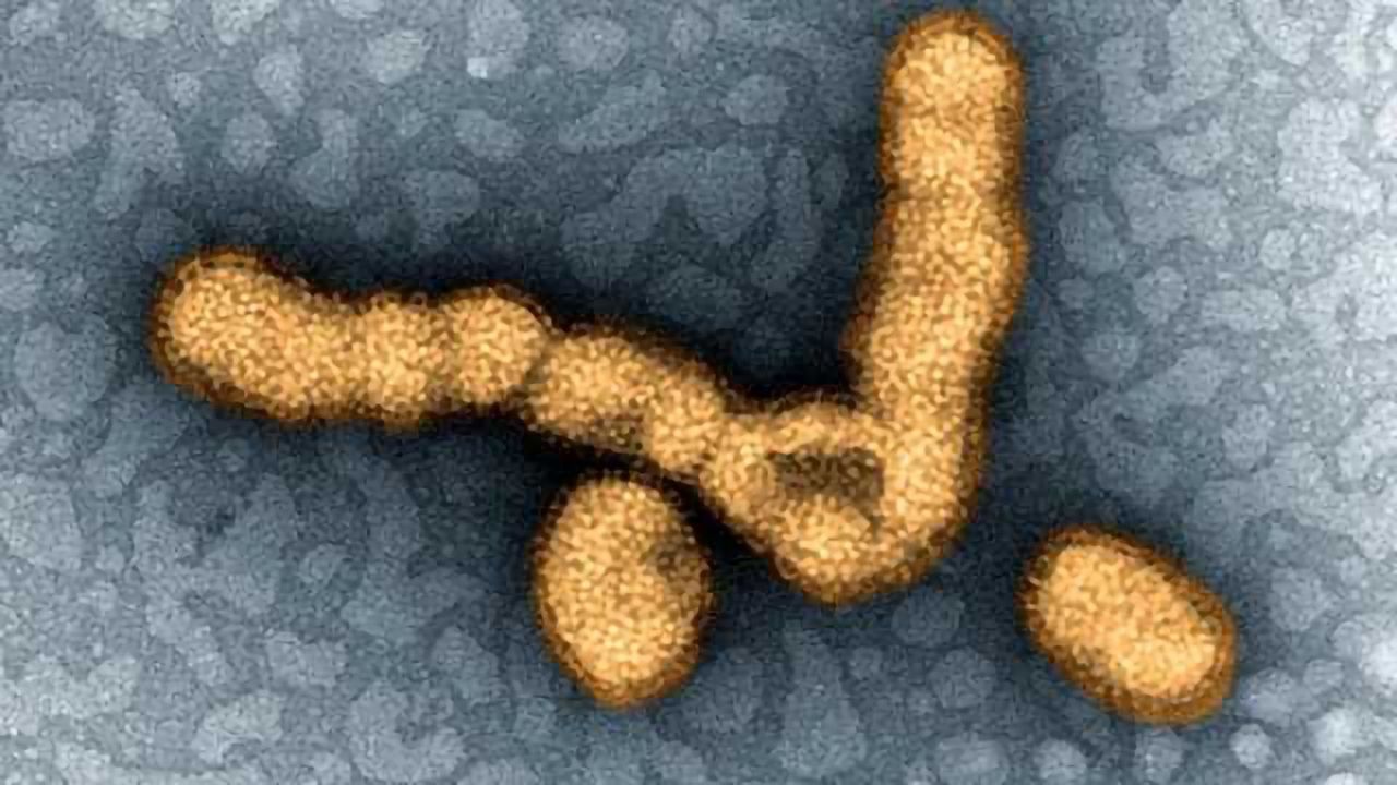 Obesity Extends Duration of Influenza A Virus Shedding