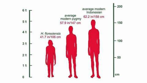 No Genetic Link Between Pygmy People and Extinct 'Hobbits'