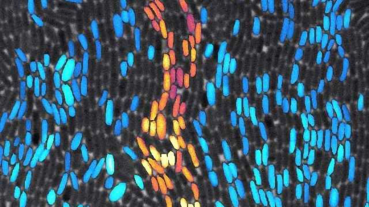 Bacteria Employ Sophisticated Communication Strategies