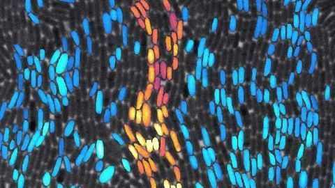 Bacteria Employ Sophisticated Communication Strategies