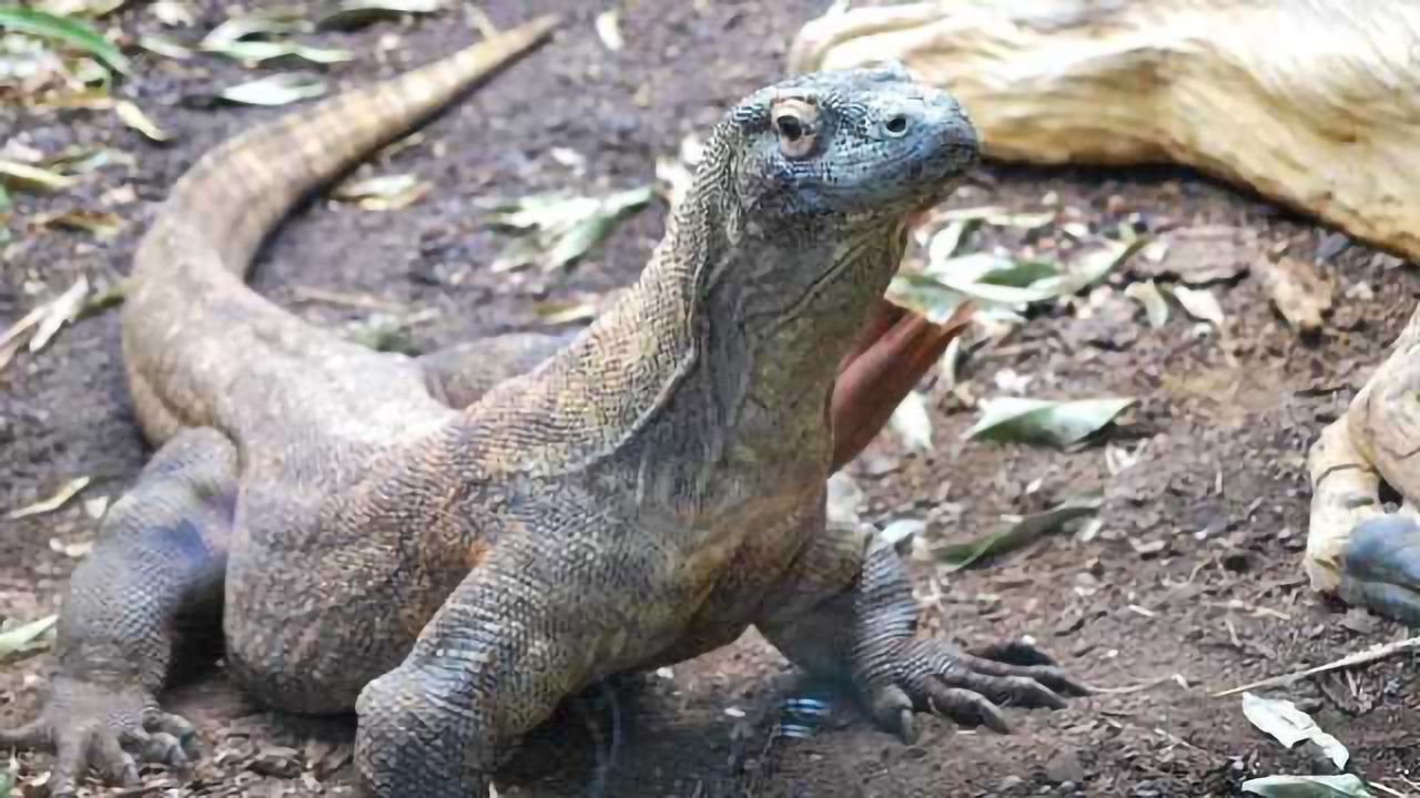 How Komodo Dragon Blood May Save Lives