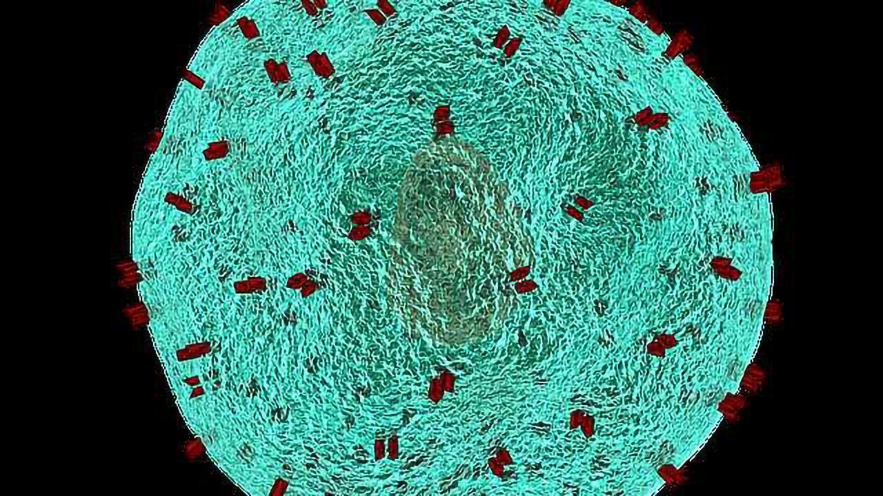 What Role Do Cytokines have in the Tumour Microenvironment?