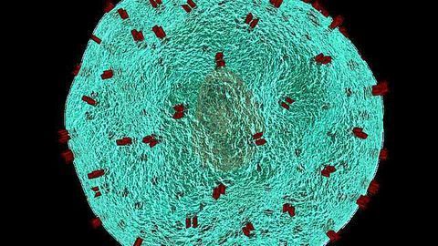 What Role Do Cytokines have in the Tumour Microenvironment?