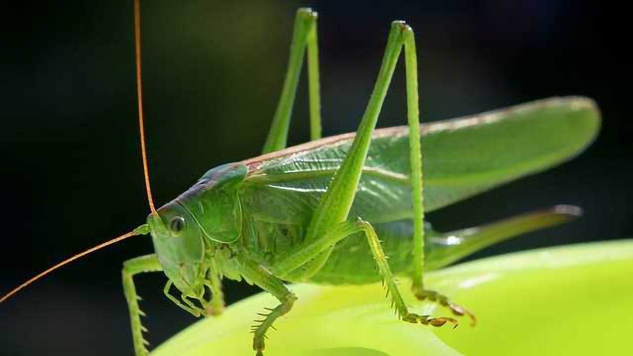 Eating Crickets could be Good for your Gut