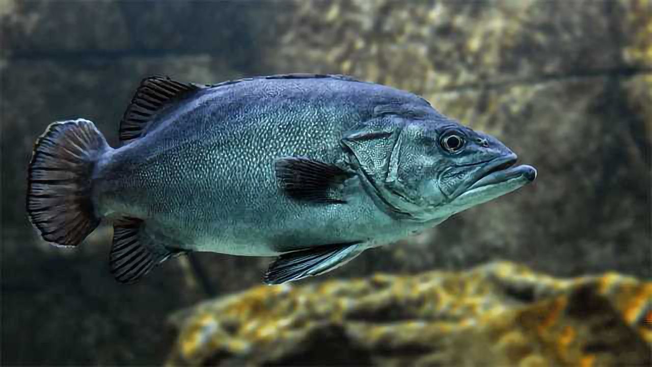 Low Plasma Levels of Omega-3 Fatty Acids Associated with Preterm Birth