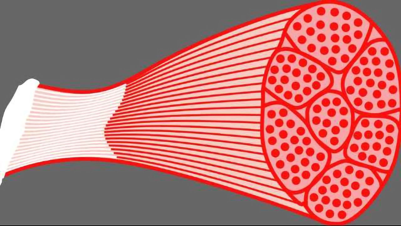 Brown Fat Can Influence Muscle Function