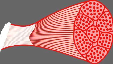 Brown Fat Can Influence Muscle Function